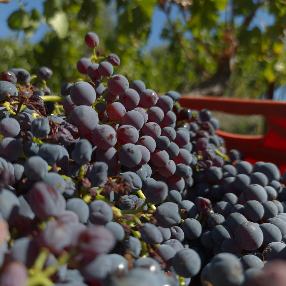 chianti 1 (1)